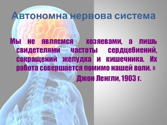 Автономна нервова система Мы не являемся хозяевами, а лишь свидетелями частоты