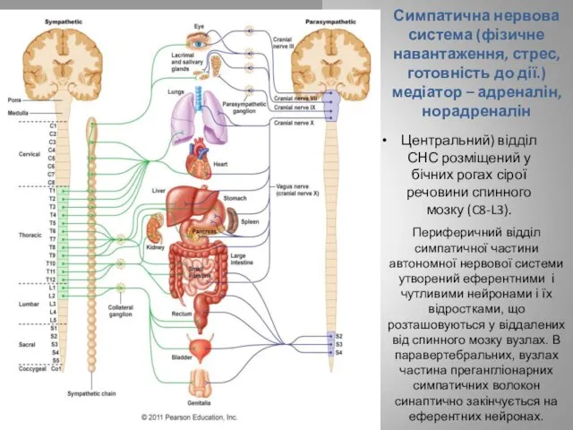 Симпатична нервова система (фізичне навантаження, стрес, готовність до дії.) медіатор –