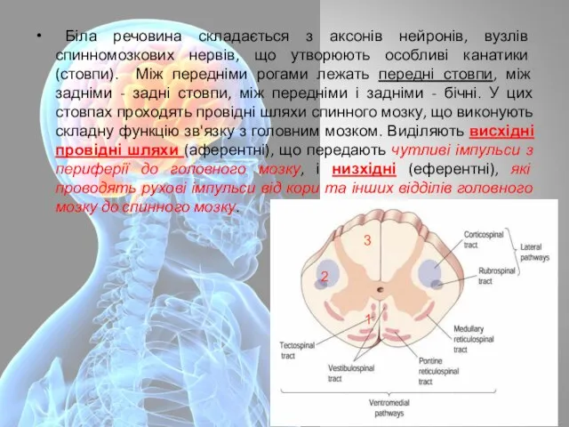 Біла речовина складається з аксонів нейронів, вузлів спинномозкових нервів, що утворюють