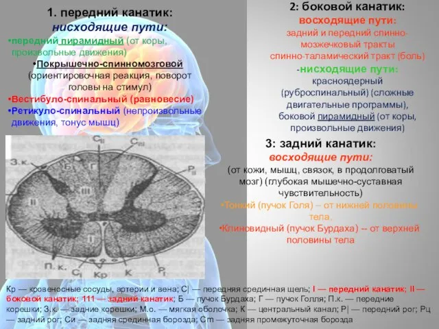 1. передний канатик: нисходящие пути: передний пирамидный (от коры, произвольные движения)
