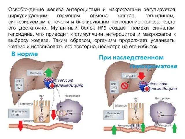 Освобождение железа энтероцитами и макрофагами регулируется циркулирующим гормоном обмена железа, гепсидином,