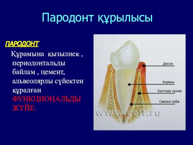 Пародонт құрылысы ПАРОДОНТ Құрамына қызылиек ,периодонтальды байлам , цемент,альвеолярлы сүйектен құралған ФУНКЦИОНАЛЬДЫ ЖҮЙЕ.