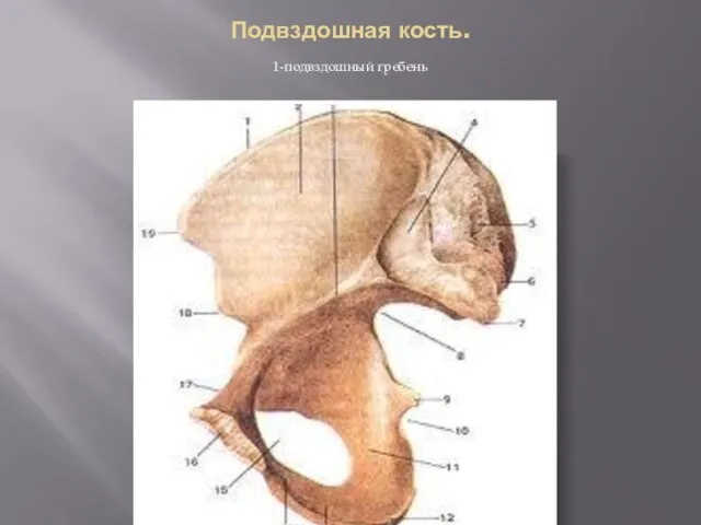 Подвздошная кость. 1-подвздошный гребень