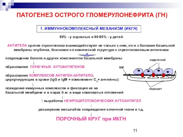 ПАТОГЕНЕЗ ОСТРОГО ГЛОМЕРУЛОНЕФРИТА (ГН)