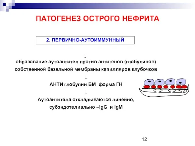 ПАТОГЕНЕЗ ОСТРОГО НЕФРИТА