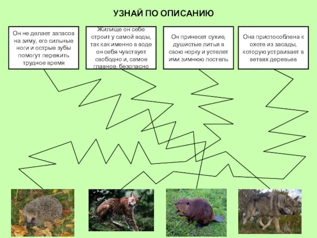 УЗНАЙ ПО ОПИСАНИЮ Он принесет сухие, душистые литья в свою норку