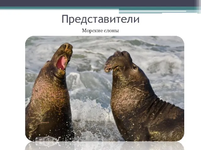 Представители Морские слоны