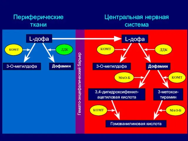 L-дофа L-дофа 3-О-метилдофа 3-О-метилдофа Дофамин Дофамин 3,4-дигидроксифенил-ацетиловая кислота 3-метокси-тирамин Гомованилиновая кислота