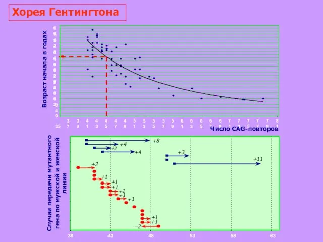 Хорея Гентингтона 0 4 8 12 16 20 24 28 32