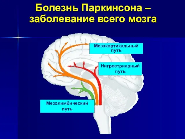 Болезнь Паркинсона – заболевание всего мозга Мезокортикальный путь Hигростриарный путь Мезолимбический путь