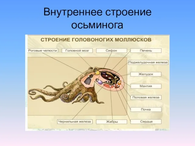 Внутреннее строение осьминога