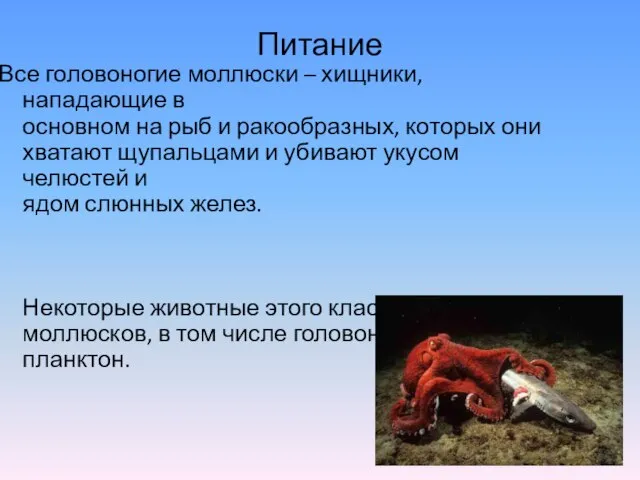 Питание Все головоногие моллюски – хищники, нападающие в основном на рыб