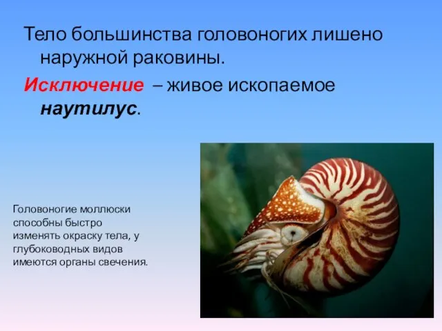 Тело большинства головоногих лишено наружной раковины. Исключение – живое ископаемое наутилус.