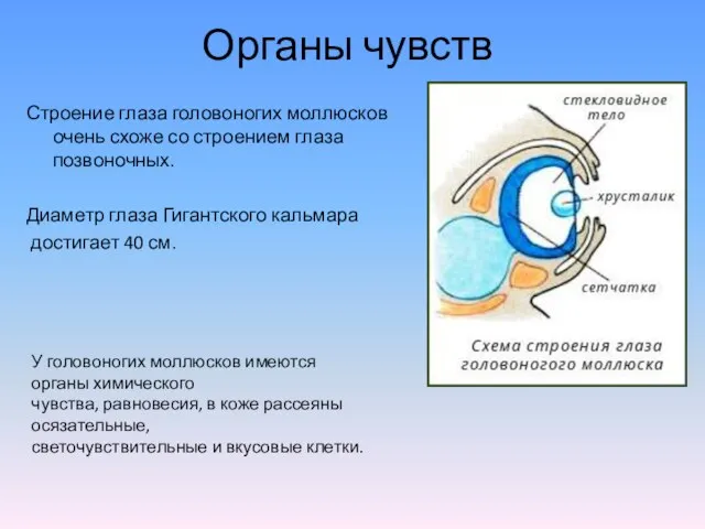 Органы чувств Строение глаза головоногих моллюсков очень схоже со строением глаза