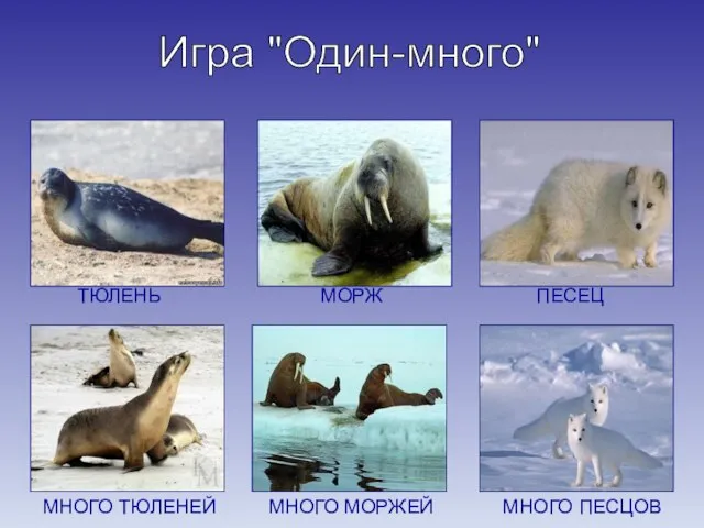 Игра "Один-много" МНОГО МОРЖЕЙ МОРЖ ТЮЛЕНЬ МНОГО ТЮЛЕНЕЙ ПЕСЕЦ МНОГО ПЕСЦОВ