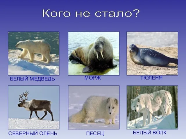 Кого не стало? БЕЛЫЙ МЕДВЕДЬ МОРЖ ТЮЛЕНЯ СЕВЕРНЫЙ ОЛЕНЬ ПЕСЕЦ БЕЛЫЙ ВОЛК