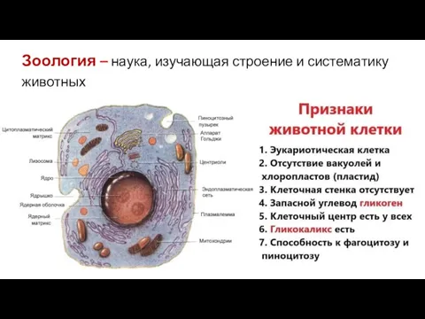 Зоология – наука, изучающая строение и систематику животных