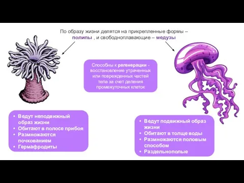 Ведут неподвижный образ жизни Обитают в полосе прибоя Размножаются почкованием Гермафродиты