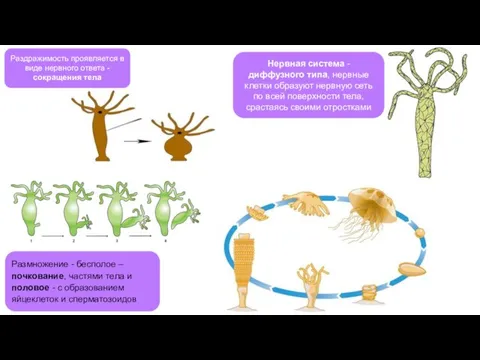 Раздражимость проявляется в виде нервного ответа - сокращения тела Размножение -