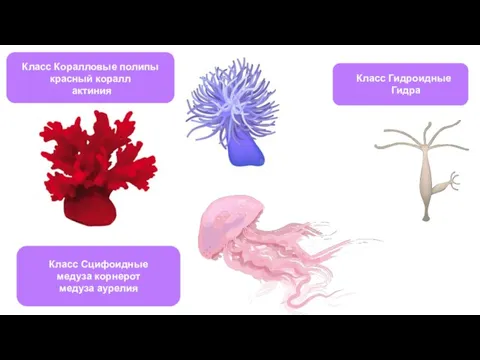 Класс Гидроидные Гидра Класс Сцифоидные медуза корнерот медуза аурелия Класс Коралловые полипы красный коралл актиния