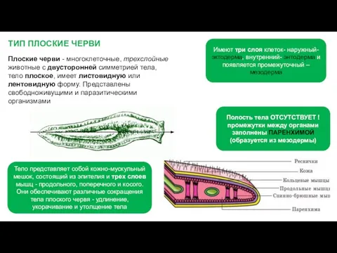 ТИП ПЛОСКИЕ ЧЕРВИ Плоские черви - многоклеточные, трехслойные животные с двусторонней