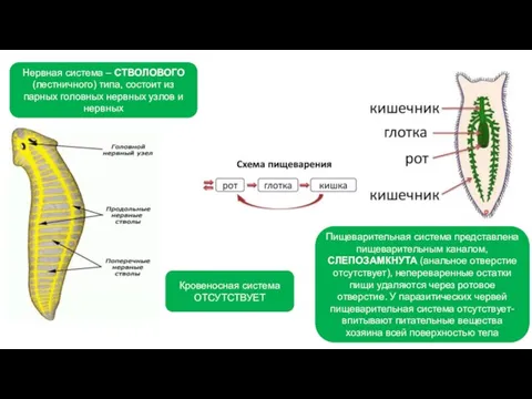 . Кровеносная система ОТСУТСТВУЕТ Нервная система – СТВОЛОВОГО (лестничного) типа, состоит