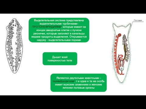 Выделительная система представлена выделительными трубочками- ПРОТОНЕФРИДИЯМИ, которые имеют на концах звездчатые