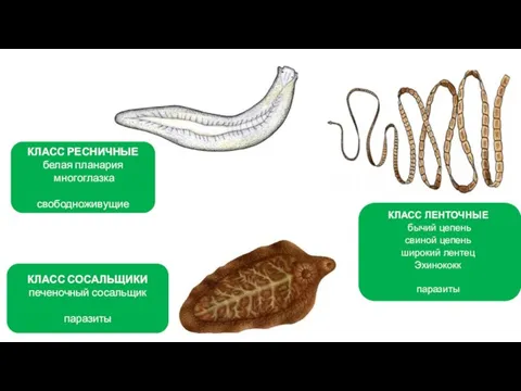 КЛАСС РЕСНИЧНЫЕ белая планария многоглазка свободноживущие КЛАСС СОСАЛЬЩИКИ печеночный сосальщик паразиты