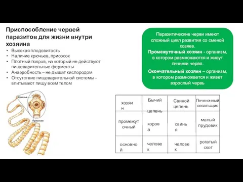 Приспособление червей паразитов для жизни внутри хозяина Высокая плодовитость Наличие крючьев,