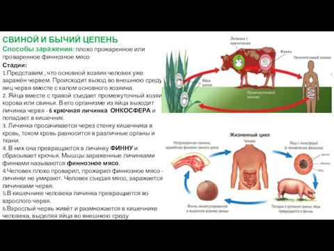 СВИНОЙ И БЫЧИЙ ЦЕПЕНЬ Способы заражения: плохо прожаренное или проваренное финнозное