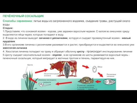 ПЕЧЁНОЧНЫЙ СОСАЛЬЩИК Способы заражения: питье воды из загрязненного водоема, съедание травы,