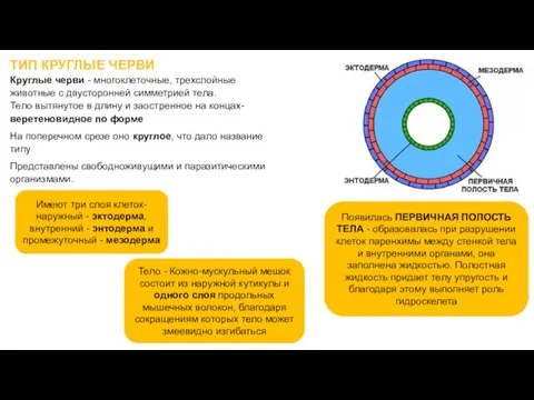 ТИП КРУГЛЫЕ ЧЕРВИ Круглые черви - многоклеточные, трехслойные животные с двусторонней