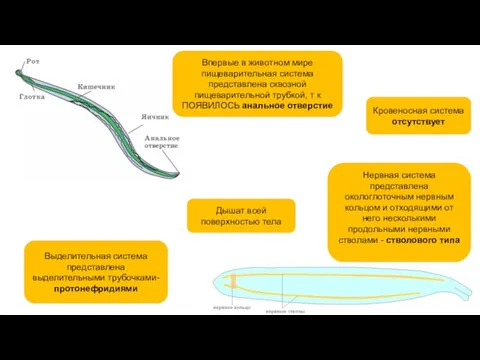 Дышат всей поверхностью тела Нервная система представлена окологлоточным нервным кольцом и