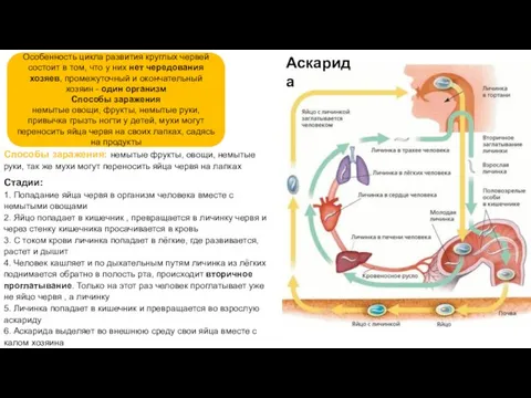 Особенность цикла развития круглых червей состоит в том, что у них