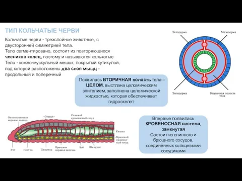 ТИП КОЛЬЧАТЫЕ ЧЕРВИ Кольчатые черви - трехслойное животные, с двусторонней симметрией