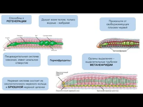 . Способны к РЕГЕНЕРАЦИИ Органы выделения – выделительные трубочки МЕТАНЕФРИДИИ Нервная
