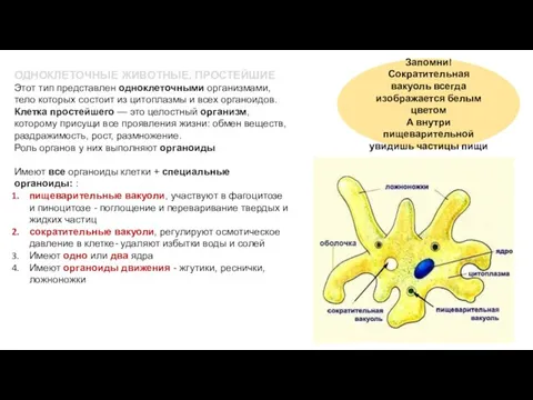 ОДНОКЛЕТОЧНЫЕ ЖИВОТНЫЕ, ПРОСТЕЙШИЕ Этот тип представлен одноклеточными организмами, тело которых состоит