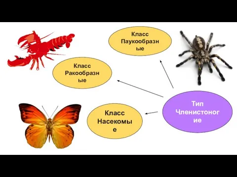 Тип Членистоногие Класс Ракообразные Класс Паукообразные Класс Насекомые