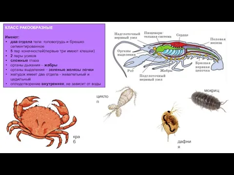 КЛАСС РАКООБРАЗНЫЕ Имеют: два отдела тела: головогрудь и брюшко сегментированное 5