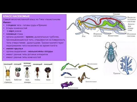 КЛАСС НАСЕКОМЫЕ Самый многочисленный класс из Типа членистоногие Имеют: 3 отдела