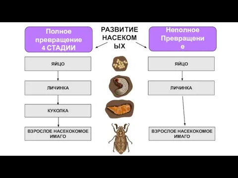 Полное превращение 4 СТАДИИ Неполное Превращение 3 СТАДИИ ЛИЧИНКА ЯЙЦО ВЗРОСЛОЕ