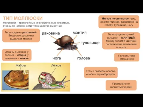 ТИП МОЛЛЮСКИ Моллюски – трехслойные многоклеточные животные, второй по численности тип