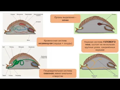 Кровеносная система незамкнутая (сердце + сосуды) Органы выделения – почки Нервная