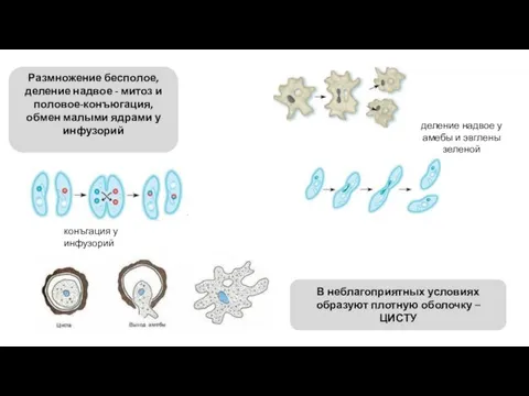 Размножение бесполое, деление надвое - митоз и половое-конъюгация, обмен малыми ядрами