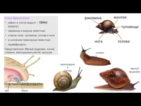 Класс Брюхоногие имеют в глотке вырост – ТЁРКУ (радулу) наземные и