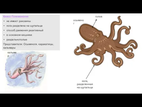 Класс Головоногие не имеют раковины нога разделена на щупальца способ движения