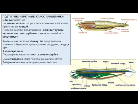ПОДТИП БЕСЧЕРЕПНЫЕ, КЛАСС ЛАНЦЕТНИКИ Водные животные Не имеют черепа, опора в