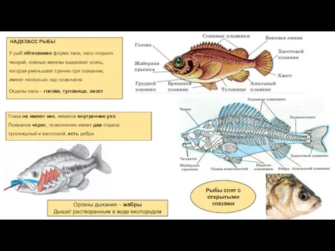 НАДКЛАСС РЫБЫ У рыб обтекаемая форма тела, тело покрыто чешуей, кожные
