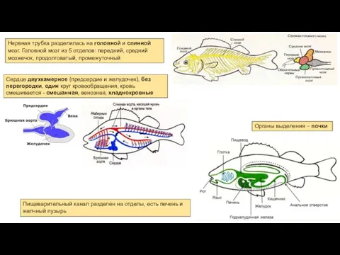 Пищеварительный канал разделен на отделы, есть печень и желчный пузырь Нервная