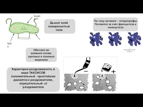 Дышат всей поверхностью тела Характерна раздражимость в виде ТАКСИСОВ положительный -